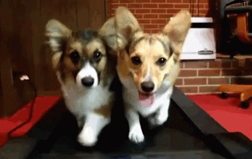Workout GIF - Dogs Corgi Treadmill GIFs