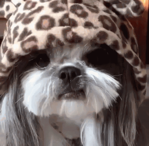 Cute Dogs Gif Cute Dogs Longhair Discover Share Gifs