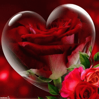 Rose Love GIF - Rose Love - Discover & Share GIFs