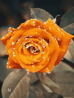 animated flower gifs tenor