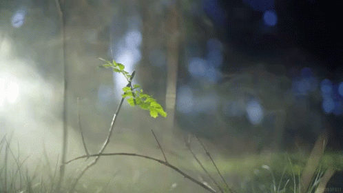 foggy good morning gif