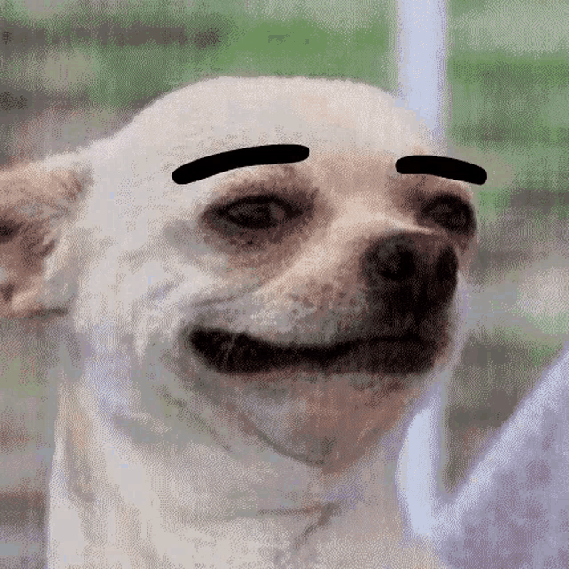 Chihuahua Eyebrows Gif Chihuahua Eyebrows Dog Discover Share Gifs Chihuahua Eyebrows Gif Chihuahua Eyebrows Dog Discover Share Gifs