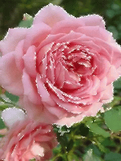 Rose Water GIF - Rose Water Reflection - Discover & Share GIFs