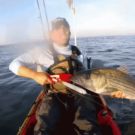 Image result for striped bass gifs