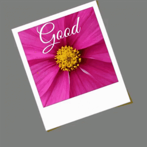 Good Morning My Love Gif Goodmorning Mylove Flowers Discover