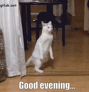 Good Evening Gifs Tenor Good Evening Gifs Tenor