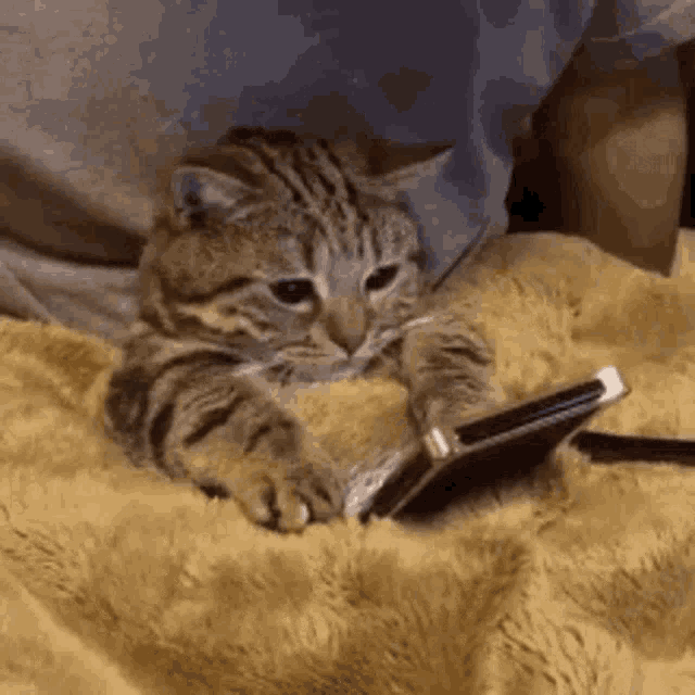 Chill Baby GIF - Chill Baby Cat - Discover & Share GIFs