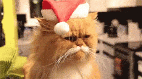 Ba Humbug Cat GIF - BaHumbug Cat Christmas GIFs