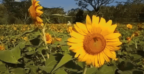 Unduh 44 Gambar Gif Bunga Matahari Paling Baru Gratis