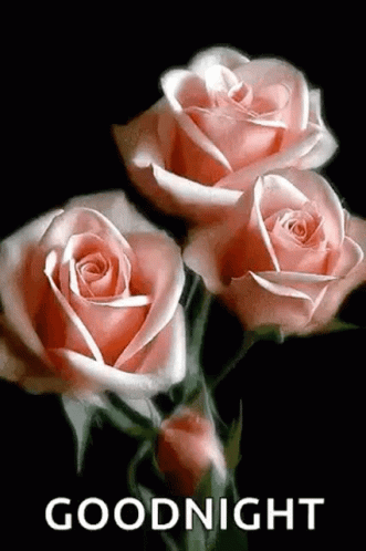 Goodnight Rose GIF - Goodnight Rose Flower - Discover & Share GIFs