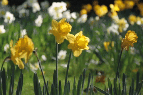 Image result for daffodil flower gif