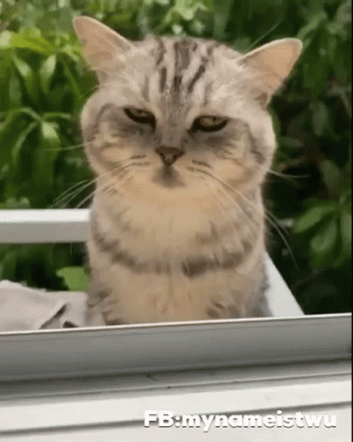 sleepy gif
