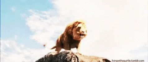 videogif of lion roaring
