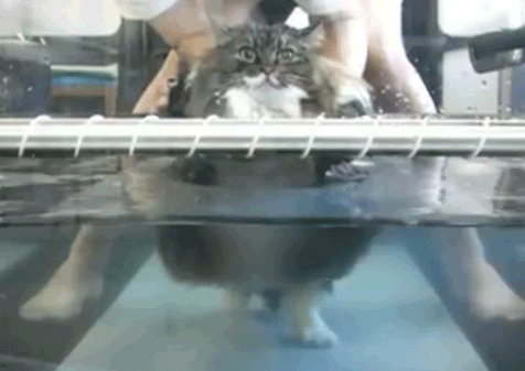 me on a treadmill