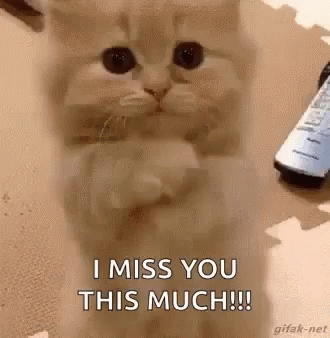 Miss You Cat GIFs | Tenor
