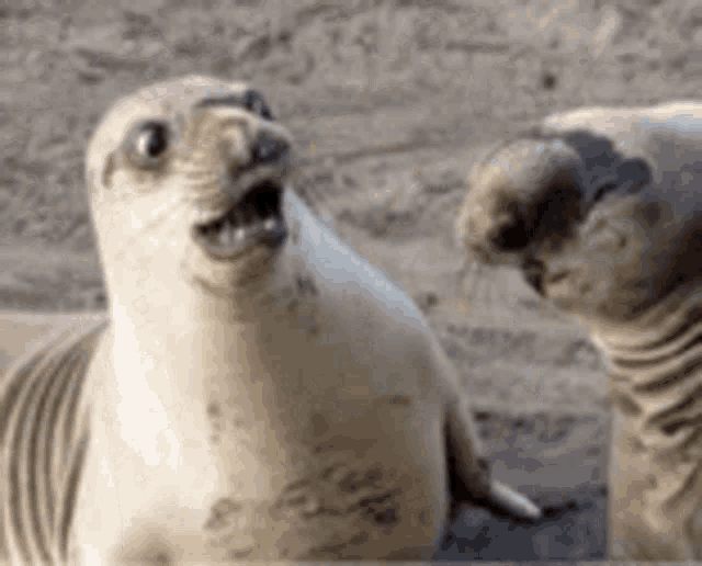 Surprised Animal GIF - Surprised Animal Seal - Discover & Share GIFs