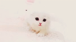 kitten cute gif kitten cute fluffy discover share gifs