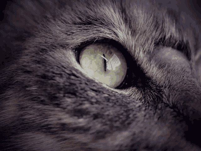 meaning of cat eye pupil meaning of cat eye pupil