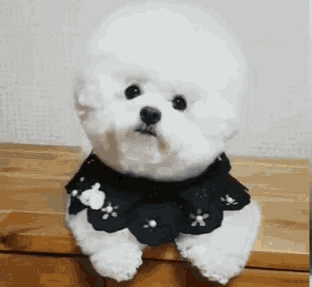 Dog Cute Gif - Dog Cute Adorable - Discover &Amp; Share Gifs