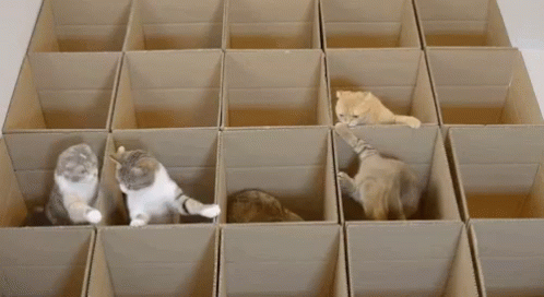 Cat Cats GIF - Cat Cats Box - Discover & Share GIFs