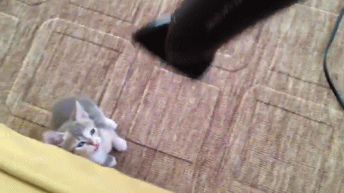 attack of the killer