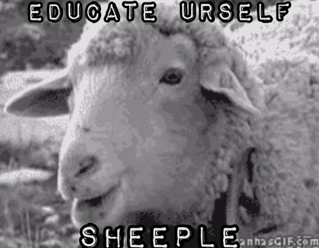 Sheeple Vt GIF - Sheeple Sheep Vt - Discover & Share GIFs