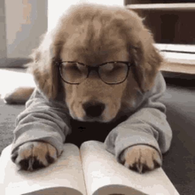 dog homework gif