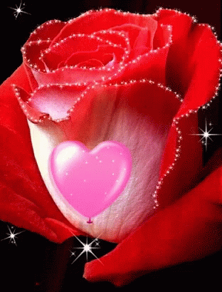 red rose gifs tenor