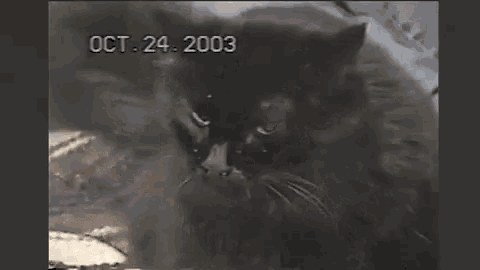 sneezing cat gif sneezing