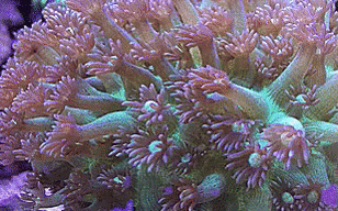 Resultado de imagen de corales gifs