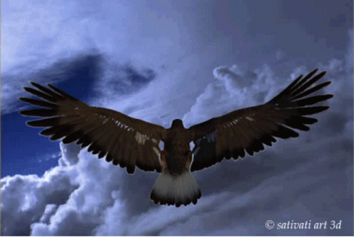 Flying Eagle GIF - Flying Eagle - Discover & Share GIFs