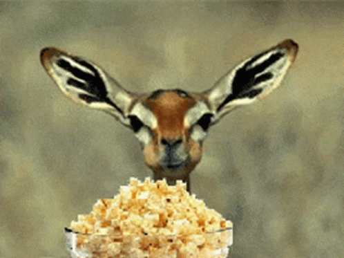 Znalezione obrazy dla zapytania: deer eats popcorn"
