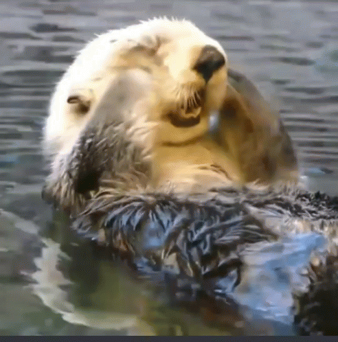 Sea Otter Gifs Tenor