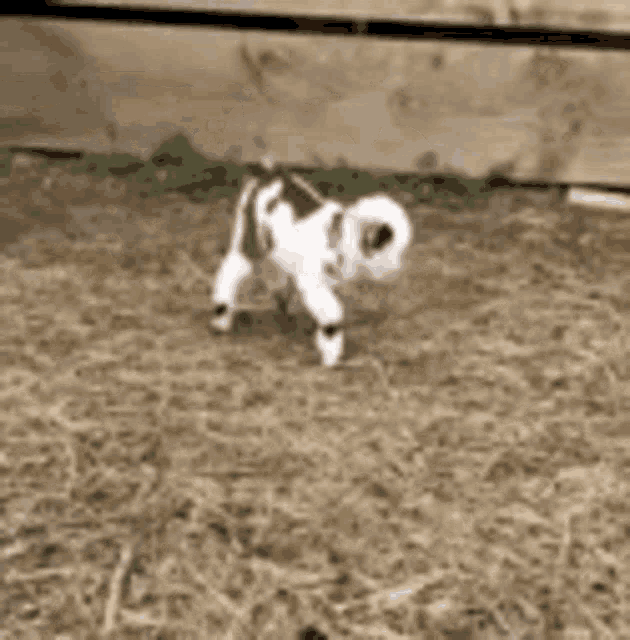 Baby Goat Kid GIF - BabyGoat Kid FallingDown - Discover ...