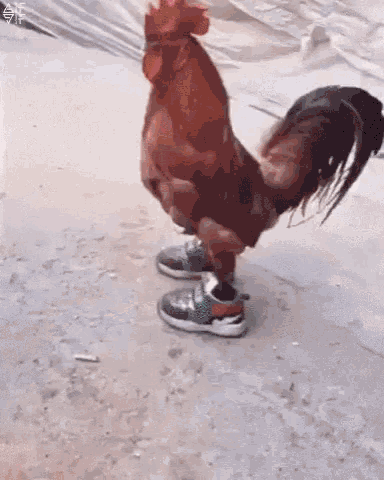 Chicken In A Sombrero Gif