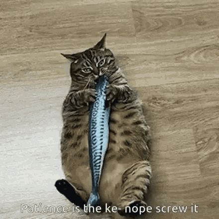 Cat Funny Cats GIF - Cat FunnyCats FatCat - Discover & Share GIFs