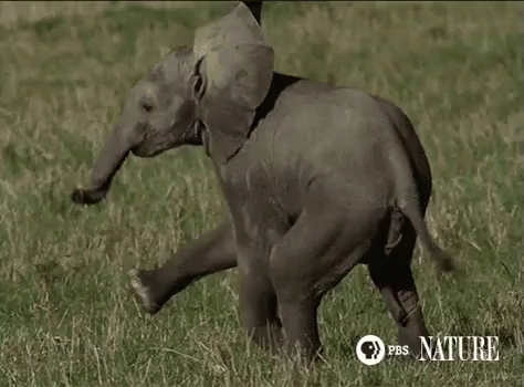 Dancing Elephant Gifs Tenor