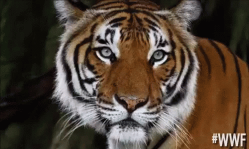 Tiger GIF  Tiger Discover Share GIFs 