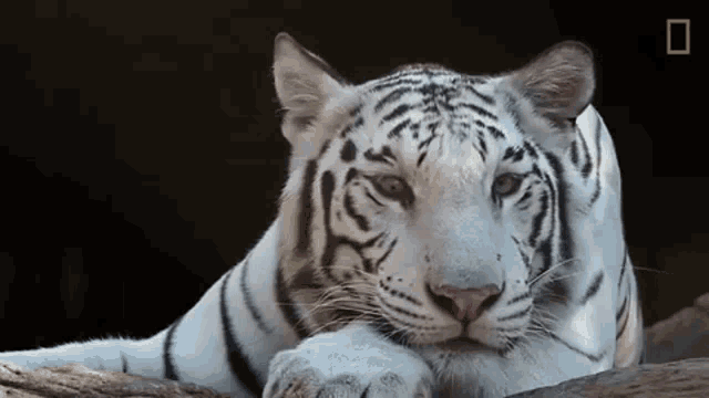 Tiger White Tiger Tiger Whitetiger White Discover And Share S