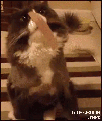 cat bandaid gif cat