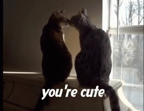 Cat Love Gifs Tenor