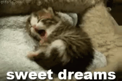Good Night Sweet Dreams GIF - GoodNight SweetDreams Cat - Discover ...