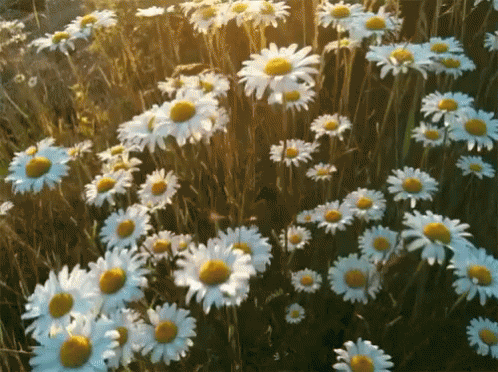 White Flowers GIF - White Flowers Daisy - Discover & Share GIFs