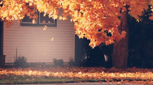 Fall GIF - Autumn Fall Season - Discover & Share GIFs