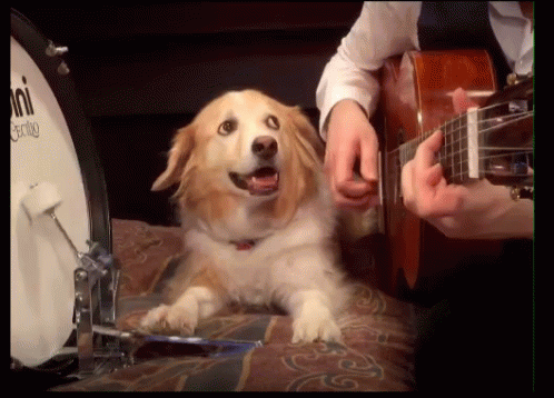 Dog Playing Drums Dog Tricks GIF - DogPlayingDrums DogTricks Dog ...