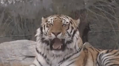  Harimau  Ngantuk GIF  Ganas Harimau  Nguap Discover 