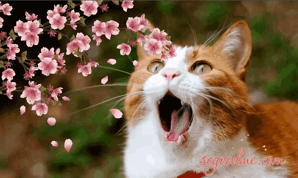 Funny Animals Spring Flowers GIF FunnyAnimals SpringFlowers Cats
