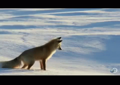 Mp4 Mp4