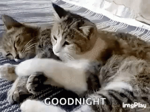 39+ Good Night Gif Funny Cat Images