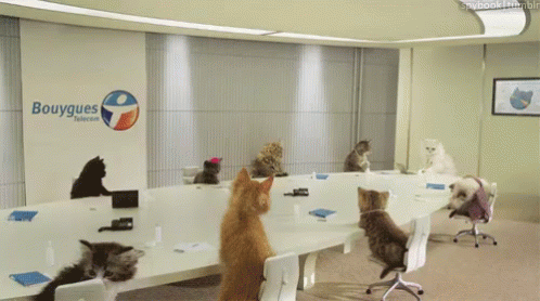 لقاء GIF - Meeting Cats BoardMeeting - Discover & Share GIFs